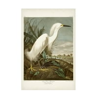 John James Audubon Snježna čaplja ulje na platnu