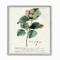 Botanička ilustracija biljaka iz sjemena vintage dizajn uokvirena zidna umjetnost nepoznatog autora