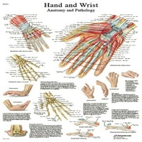 Papirnate anatomske karte - Ruka i zglob-svaka