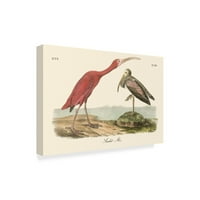 Zaštitni znak likovna umjetnost 'Scarlet Ibis' platno umjetnost Johna Jamesa Audubona