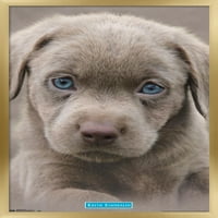 Keith Kimberlin-zidni plakat s plavim očima šteneta, 22.375 34