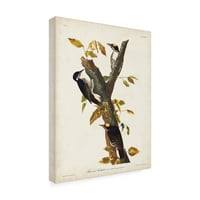 John James Audubon 'Three Toed Woodpecker' Canvas Art