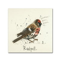 Redpoll 'Canvas Art od Michelle Campbell
