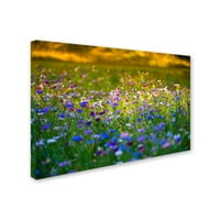 Candy Fields Canvas Art by Philippe Sainte-Laudy