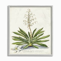 Stupell Industries botanička biljna ilustracija paprati vintage dizajn uokvirena zidna umjetnost nepoznanica, 11 14