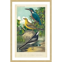 Marmont Hill Kingfisher i pljeskavica gravura s uokvirenom slikom