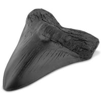 Smola za zube morskog psa, lako se čisti, realističnog oblika, specijaliteti, fosilni zub megalodona za učenje, ukrasi, Darovi za