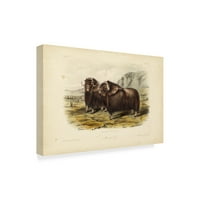 Zaštitni znak likovna umjetnost 'Musk Ox' platno umjetnost Johna Jamesa Audubona