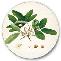 DesignArt 'drevni botanički proizvodi II' Farmhouse Circle Metal Art - Disk od 23