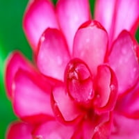 Havaji - Kauai apstraktni cvijet đumbira iz galerije Janes