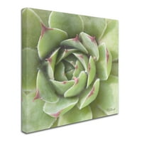 Zaštitni znak likovna umjetnost 'Garden succulents II boja' platno umjetnost Laura Marshall