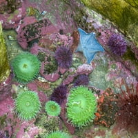 Oregon, Njuport. Zelene morske anemone i plave morske zvijezde izložene u plimnom bazenu. Ispis plakata iz