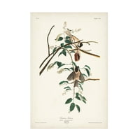 John James Audubon 'Carolina Titmouse' platno umjetnost