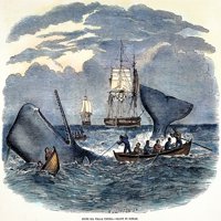 Kitolov u južnom Tihom oceanu. Kitolovci hvataju kitove sperme u južnom Tihom oceanu: gravura, 1847. Ispis plakata od