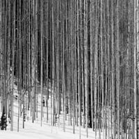 Drveće jasike u šumi, Chama, Novi Meksiko, SAD tiskanje plakata