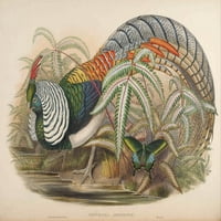 Ptice Azije plakat Fazana dame iz Amhersta, gravura Johna Goulda