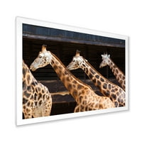 DesignArt 'Portret tri žirafe koje trči' Farmhouse uokvireni umjetnički tisak