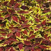 Grande Colorblaze Apple Brandy Coleus Live biljka, crvena, pakiranje