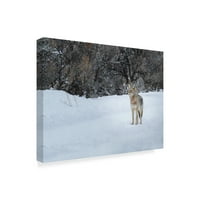 Zaštitni znak likovna umjetnost 'Zimski kojot' platno umjetnost Galloimages Online