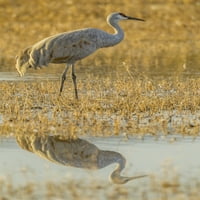 Novi Meksiko, nacionalno utočište za divlje životinje Bosce del Apache Sandhill crane odražava se u vodi. Ispis plakata iz