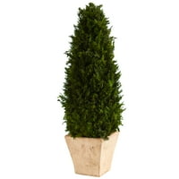 2ft. Cypress konus sačuvana biljka u plantaži