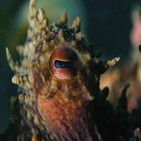 Hobotnica, Sezimbra, Portugal. Ispis plakata iz